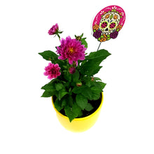 Load image into Gallery viewer, Dahlia, 4in, Cinco De Mayo w/ Ceramic Pot