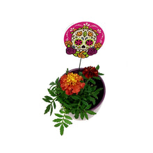 Load image into Gallery viewer, Marigold, 4in, Cinco De Mayo w/ Ceramic Pot
