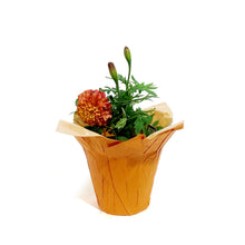 Load image into Gallery viewer, Marigold, 4in, Cinco De Mayo w/ Pot Cover