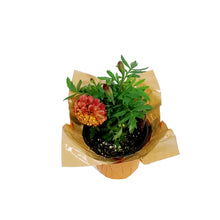 Load image into Gallery viewer, Marigold, 4in, Cinco De Mayo w/ Pot Cover