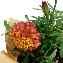 Load image into Gallery viewer, Marigold, 4in, Cinco De Mayo w/ Pot Cover