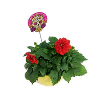 Load image into Gallery viewer, Dahlia, 6in, Cinco De Mayo w/ Ceramic Pot