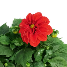 Load image into Gallery viewer, Dahlia, 6in, Cinco De Mayo w/ Ceramic Pot