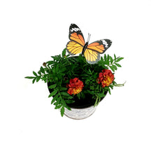 Load image into Gallery viewer, Marigold, 6in, Cinco De Mayo w/ Tin Pot