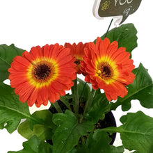 Load image into Gallery viewer, Teacher's Week Planter, 4in, Purple Pot w/ Pick