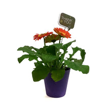 Load image into Gallery viewer, Teacher's Week Planter, 4in, Purple Pot w/ Pick
