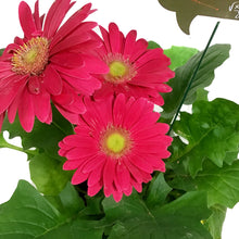 Load image into Gallery viewer, Teacher's Week Planter, 4in, Smile Pot w/ Pick