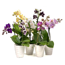Load image into Gallery viewer, Orchid, 2.5in, Ceramic Pot - Floral Acres Greenhouse & Garden Centre