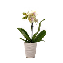 Load image into Gallery viewer, Orchid, 2.5in, Ceramic Pot - Floral Acres Greenhouse & Garden Centre