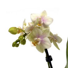 Load image into Gallery viewer, Orchid, 2.5in, Ceramic Pot - Floral Acres Greenhouse & Garden Centre