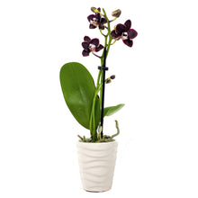 Load image into Gallery viewer, Orchid, 2.5in, Ceramic Pot - Floral Acres Greenhouse & Garden Centre