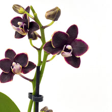 Load image into Gallery viewer, Orchid, 2.5in, Ceramic Pot - Floral Acres Greenhouse & Garden Centre