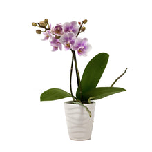 Load image into Gallery viewer, Orchid, 2.5in, Ceramic Pot - Floral Acres Greenhouse & Garden Centre