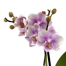 Load image into Gallery viewer, Orchid, 2.5in, Ceramic Pot - Floral Acres Greenhouse & Garden Centre