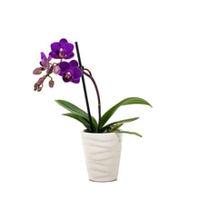 Load image into Gallery viewer, Orchid, 2.5in, Ceramic Pot - Floral Acres Greenhouse & Garden Centre