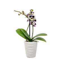 Load image into Gallery viewer, Orchid, 2.5in, Ceramic Pot - Floral Acres Greenhouse & Garden Centre