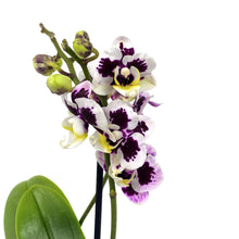 Load image into Gallery viewer, Orchid, 2.5in, Ceramic Pot - Floral Acres Greenhouse & Garden Centre