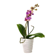 Load image into Gallery viewer, Orchid, 2.5in, Ceramic Pot - Floral Acres Greenhouse & Garden Centre