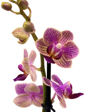Load image into Gallery viewer, Orchid, 2.5in, Ceramic Pot - Floral Acres Greenhouse & Garden Centre