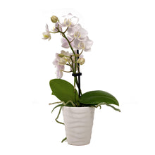 Load image into Gallery viewer, Orchid, 2.5in, Ceramic Pot - Floral Acres Greenhouse & Garden Centre