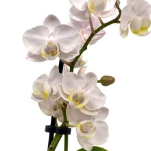 Load image into Gallery viewer, Orchid, 2.5in, Ceramic Pot - Floral Acres Greenhouse & Garden Centre