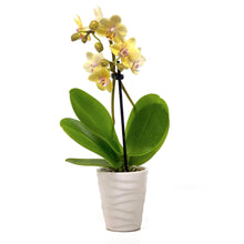 Load image into Gallery viewer, Orchid, 2.5in, Ceramic Pot - Floral Acres Greenhouse & Garden Centre