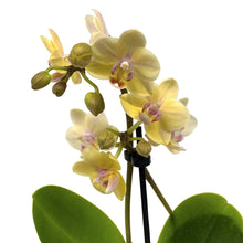 Load image into Gallery viewer, Orchid, 2.5in, Ceramic Pot - Floral Acres Greenhouse & Garden Centre