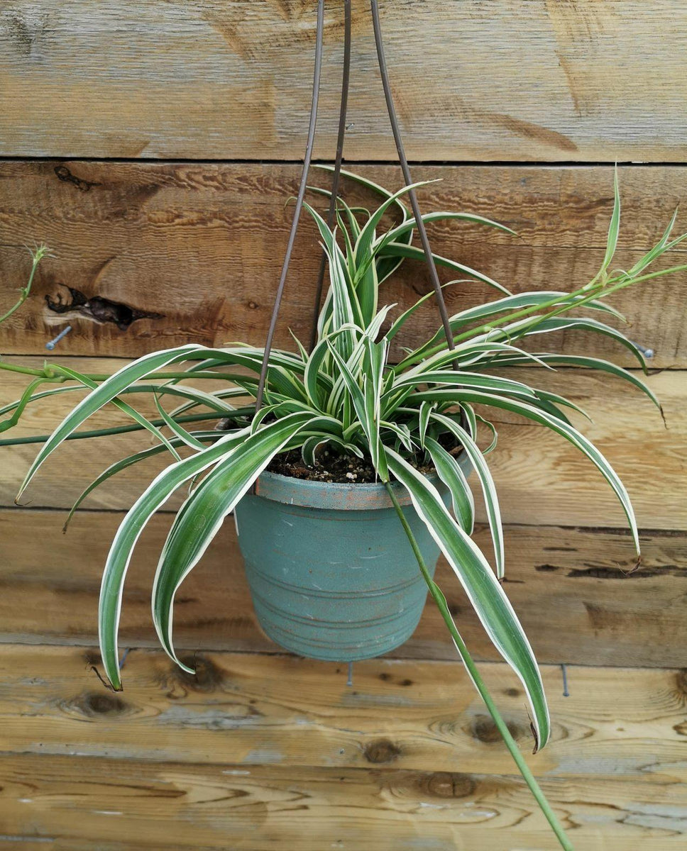 spider hb plant Spider Plant, 6.5in HB, White Edge – Floral Acres Greenhouse & Garden Centre