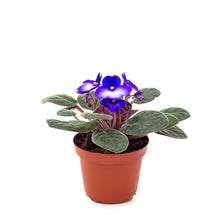 Load image into Gallery viewer, African Violet, 4in - Floral Acres Greenhouse & Garden Centre