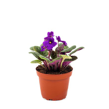 Load image into Gallery viewer, African Violet, 4in - Floral Acres Greenhouse & Garden Centre