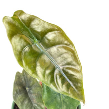 Load image into Gallery viewer, Alocasia, 4in, Chantrieri - Floral Acres Greenhouse & Garden Centre
