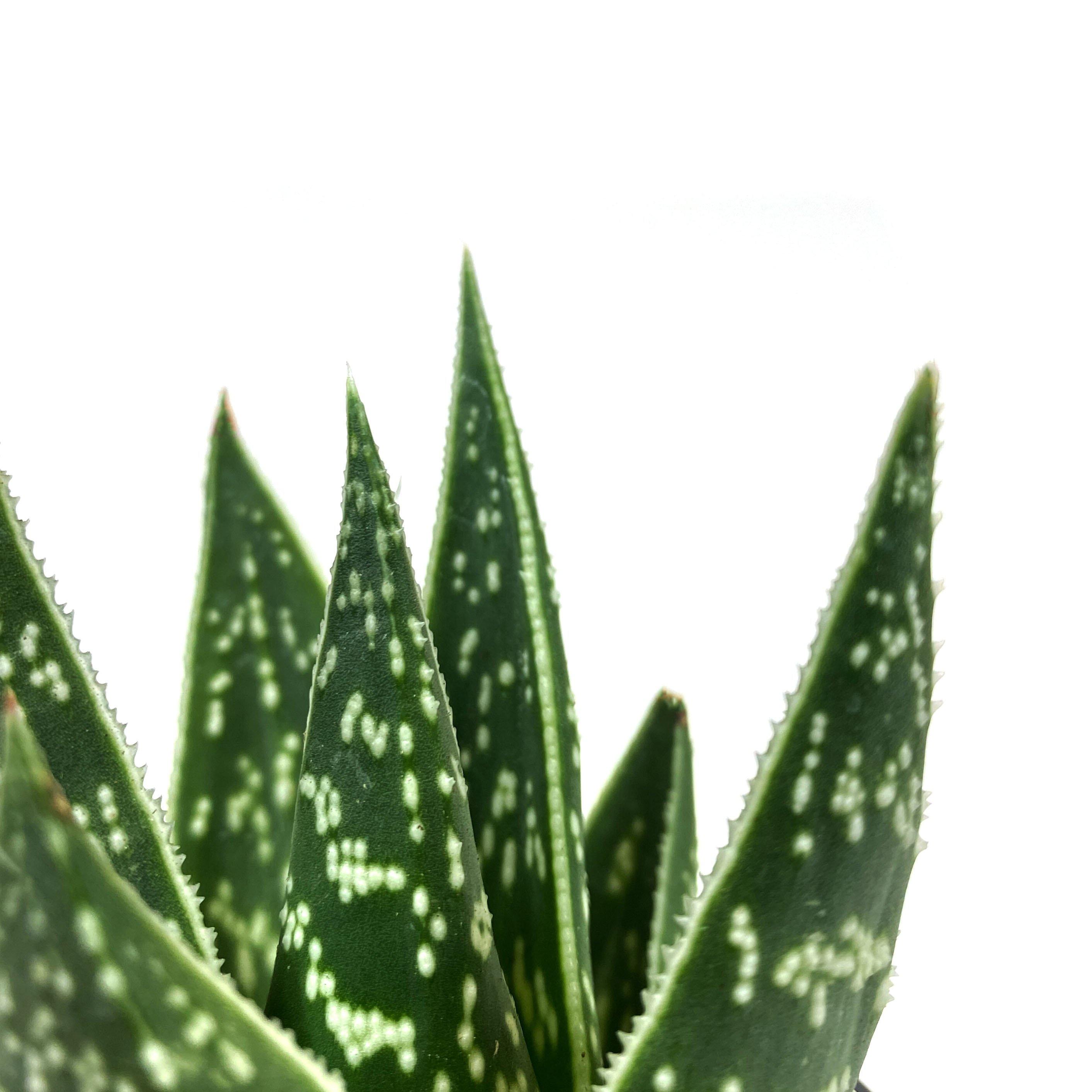 Aloe, 4in, Tiki Tahi  Floral Acres Greenhouse & Garden Centre