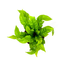 Load image into Gallery viewer, Fern, 4in, Crispy Wave - Floral Acres Greenhouse & Garden Centre