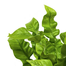 Load image into Gallery viewer, Fern, 4in, Crispy Wave - Floral Acres Greenhouse & Garden Centre
