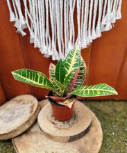 Load image into Gallery viewer, Croton, 4in, Petra - Floral Acres Greenhouse & Garden Centre