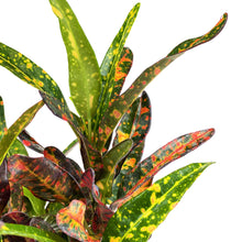 Load image into Gallery viewer, Croton, 4in, Batik Red - Floral Acres Greenhouse & Garden Centre