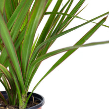 Load image into Gallery viewer, Dracaena, 4in, Bicolor Tip - Floral Acres Greenhouse & Garden Centre