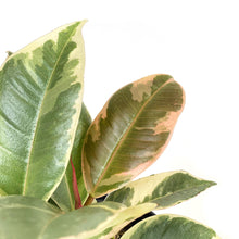 Load image into Gallery viewer, Ficus, 4in, Tineke - Floral Acres Greenhouse & Garden Centre