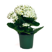 Load image into Gallery viewer, Kalanchoe, 4in, White - Floral Acres Greenhouse & Garden Centre