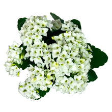 Load image into Gallery viewer, Kalanchoe, 4in, White - Floral Acres Greenhouse & Garden Centre