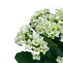 Load image into Gallery viewer, Kalanchoe, 4in, White - Floral Acres Greenhouse & Garden Centre