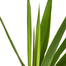 Load image into Gallery viewer, Yucca, 4in, Tips - Floral Acres Greenhouse & Garden Centre