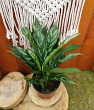 Load image into Gallery viewer, Aglaonema, 6in, Silver Bay - Floral Acres Greenhouse & Garden Centre