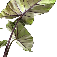 Load image into Gallery viewer, Alocasia, 6in, Sumo - Floral Acres Greenhouse & Garden Centre