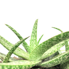 Load image into Gallery viewer, Aloe Vera, 6in, White Beauty - Floral Acres Greenhouse & Garden Centre