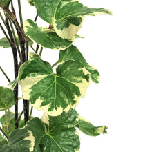 Load image into Gallery viewer, Aralia, 6in, Aralia Balfour Variegated - Floral Acres Greenhouse & Garden Centre