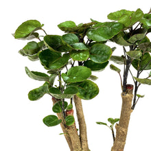 Load image into Gallery viewer, Aralia, 6in, Fabian Stump - Floral Acres Greenhouse & Garden Centre