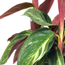 Load image into Gallery viewer, Stromanthe, 6in, Magic Star - Floral Acres Greenhouse & Garden Centre
