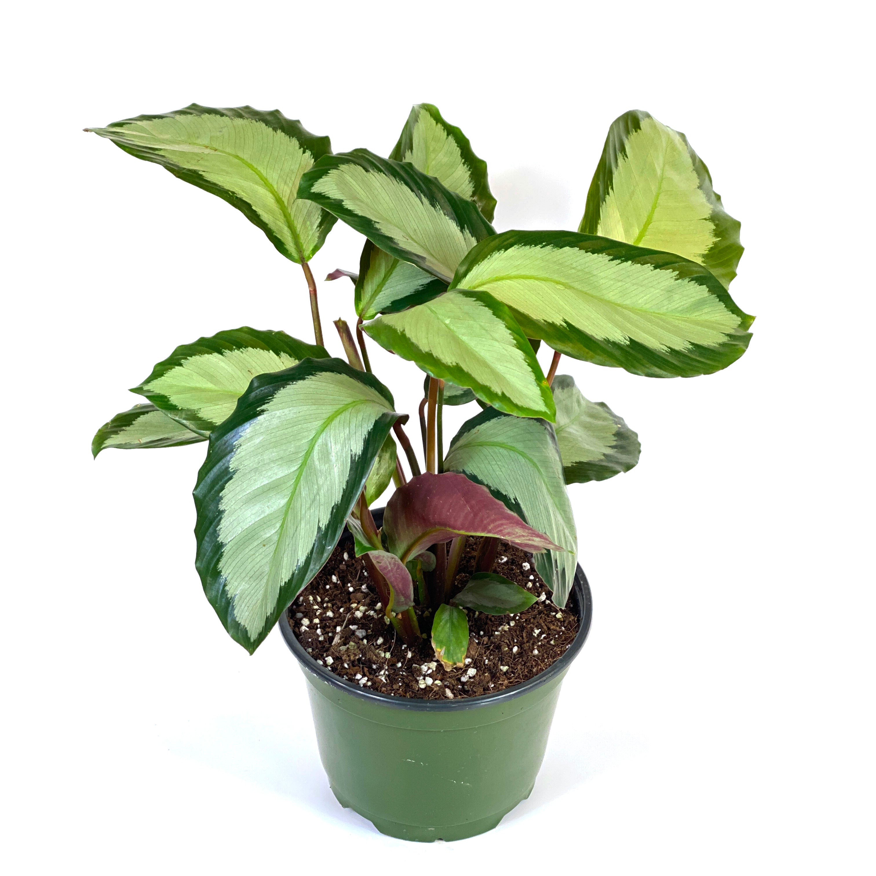 Calathea, 6in, Royal Standard