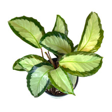 Load image into Gallery viewer, Calathea, 6in, Royal Standard - Floral Acres Greenhouse & Garden Centre